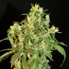 Auto Mexican Airlines (Мексикан Эирлайнс ТГК 19%)